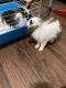 Lionhead rabbit Rabbits for sale in Memphis, TN, USA. price: $50