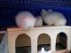 Lionhead rabbit Rabbits for sale in Huntington Beach, CA, USA. price: NA