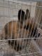 Lionhead rabbit Rabbits for sale in Mansfield, TX 76063, USA. price: NA