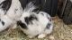 Lionhead rabbit Rabbits for sale in 1082 Birchbrook Cir, Midvale, UT 84047, USA. price: NA
