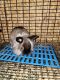 Lionhead rabbit Rabbits for sale in Pittsburgh, PA, USA. price: $75