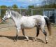Lipizzan Horses for sale in California, MD, USA. price: NA