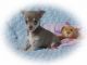 Lithuanian Hound Puppies for sale in USAA Blvd, San Antonio, TX, USA. price: NA