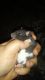 Little Margareta Rat Rodents for sale in Woodbridge, VA 22191, USA. price: NA