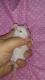 Little Margareta Rat Rodents