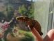 Lizard Reptiles for sale in Thousand Oaks, CA, USA. price: $900