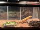 Lizard Reptiles for sale in Woodbridge, VA 22191, USA. price: $250
