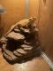 Lizard Reptiles for sale in Pascagoula, MS, USA. price: NA