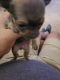 Long Haired Chihuahua Puppies for sale in Abilene, TX, USA. price: $600