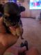 Long Haired Chihuahua Puppies for sale in Abilene, TX, USA. price: $500