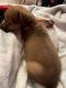 Long Haired Chihuahua Puppies for sale in Houston, TX, USA. price: $500