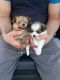 Long Haired Chihuahua Puppies for sale in Friona, TX 79035, USA. price: $125