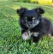 Long Haired Chihuahua Puppies for sale in Canton, TX 75103, USA. price: $1,500