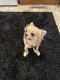 Long Haired Chihuahua Puppies for sale in Macomb, MI 48042, USA. price: $1,500