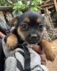 Long Haired Chihuahua Puppies for sale in Wahiawa, HI 96786, USA. price: $250