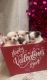 Long Haired Chihuahua Puppies for sale in Raleigh, NC, USA. price: $1,000