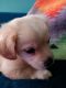 Long Haired Chihuahua Puppies for sale in Elwood, Indiana. price: $200