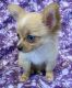 Long Haired Chihuahua Puppies