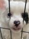 Long Haired Chihuahua Puppies for sale in Scarborough, Queensland. price: $2,000