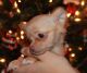Long Haired Chihuahua Puppies for sale in Allen, TX, USA. price: $525