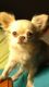 Long Haired Chihuahua Puppies for sale in Live Oak, FL, USA. price: $500