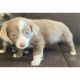 Long Haired Chihuahua Puppies for sale in Las Vegas, NV 89115, USA. price: $1,500