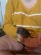 Long-tailed Chinchilla Rodents