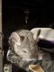 Long-tailed Chinchilla Rodents for sale in Rochester, NY 14617, USA. price: NA