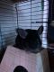 Long-tailed Chinchilla Rodents for sale in Mechanicsburg, PA, USA. price: $200