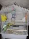 Long-tailed Parakeet Birds for sale in Freeland, PA 18224, USA. price: $4,000