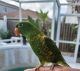 Lorikeet Birds for sale in Hillsborough County, FL, USA. price: $575