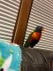 Lorikeet Birds for sale in Jackson, OH 45640, USA. price: NA