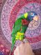 Lorikeet Birds for sale in Indianapolis, IN, USA. price: $90,000
