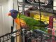 Lorikeet Birds for sale in Temecula, CA, USA. price: $1,200