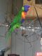 Lorikeet Birds for sale in Perry, FL, USA. price: $400