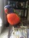 Lorikeet Birds for sale in Redding, CA, USA. price: NA