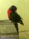 Lorikeet Birds for sale in Redding, CA, USA. price: NA