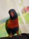 Lorikeet Birds for sale in Medford, OR, USA. price: $950