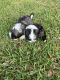 Mal-Shi Puppies for sale in Titusville, FL, USA. price: NA