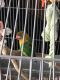 Lovebird Birds for sale in 112 Peyton Rd, Lebanon, TN 37087, USA. price: $600