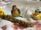 Lovebird Birds for sale in Whittier, CA, USA. price: $130