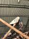 Lovebird Birds for sale in Jamaica, Queens, NY, USA. price: NA