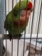 Lovebird Birds for sale in Cave Junction, OR 97523, USA. price: NA