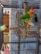Lovebird Birds for sale in North Tonawanda, NY 14120, USA. price: NA
