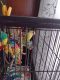 Lovebird Birds for sale in Detroit, MI, USA. price: NA