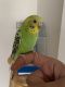 Lovebird Birds for sale in 2055 Barrett Lakes Blvd, Kennesaw, GA 30144, USA. price: $100