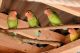 Lovebird Birds for sale in Granite Bay, CA, USA. price: $100