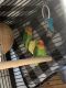 Lovebird Birds for sale in Los Angeles, CA 90033, USA. price: $100
