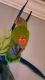 Lovebird Birds for sale in Grandville, MI, USA. price: NA