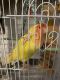 Lovebird Birds for sale in 915 Feather Creek Ln, Woodstock, GA 30189, USA. price: NA